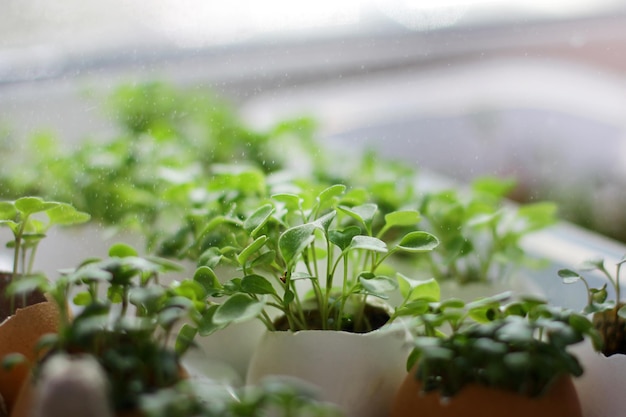 Une microshade sur le rebord de la fenêtre mangeant sainement des radis frais verts un jardin à la maison