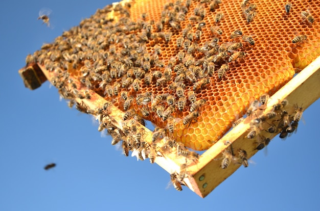 Photo miel et abeilles en nid d'abeille dessert délicieux utile