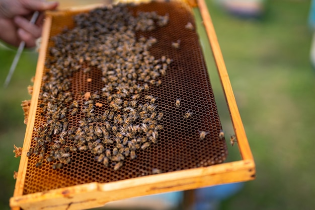 Miel extérieur naturel aux insectes Cadre en bois avec abeilles