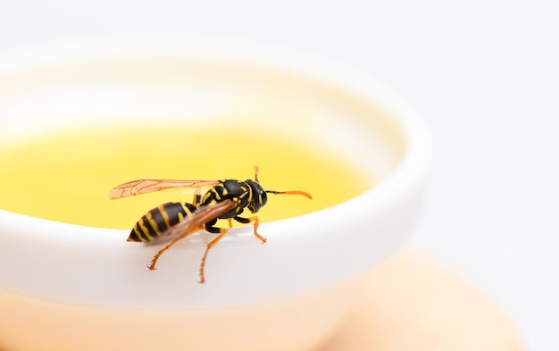 Miel naturel et abeille se bouchent. Abeille ou guêpe sur une tasse de miel fond blanc. Concept d'alimentation et de mode de vie sains. Produit naturel et biologique. Édulcorant naturel. Production de miel. Nectar naturel sucré.