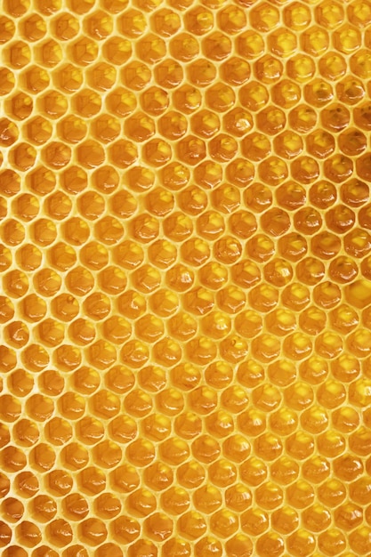 Miel avec des nids d'abeilles dans le fond des cellules des cadres d'abeilles brillent de miel au soleil