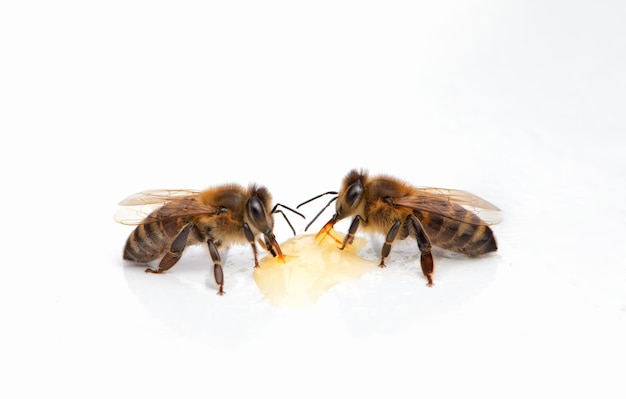 Le miel trouve deux abeilles mangeant du miel sur un fond blanc. Apiculture. Gros plan du cadre.