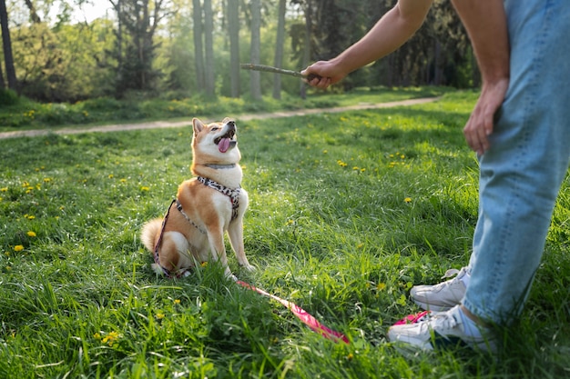 Photo mignon animal de compagnie shiba inu avec sa famille