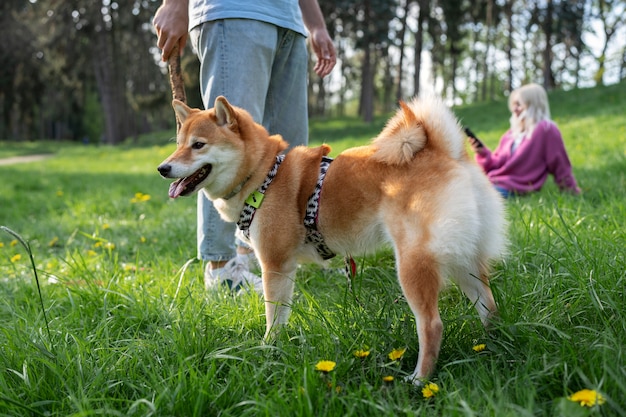 Mignon animal de compagnie shiba inu avec sa famille