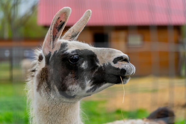 Mignon animal lama sud-américain Animal de compagnie des Incas