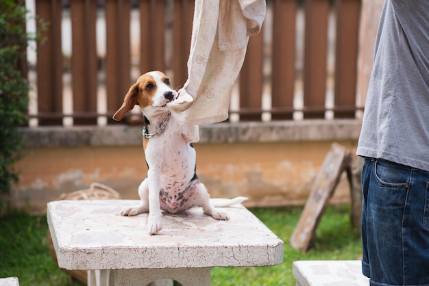 Mignon beagle puup jouer avec son propriétaire