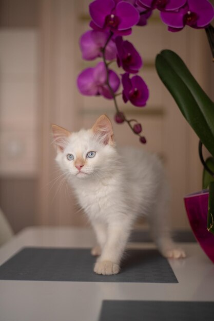 Un mignon beau chaton domestique avec fleur d'orchidée Le chat sent la plante Jolie photo d'un animal de compagnie je