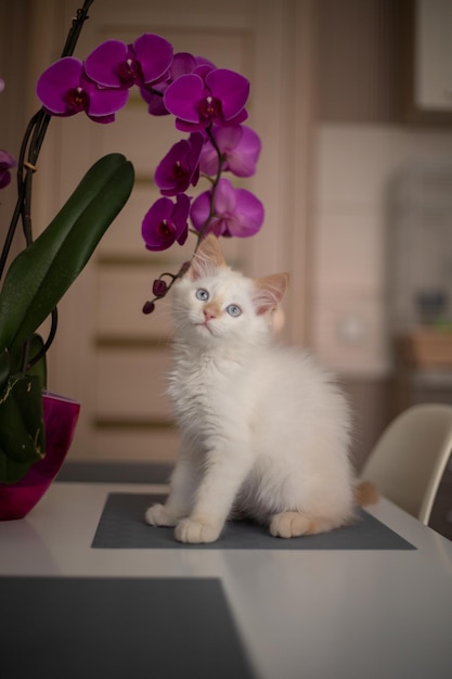 Un mignon beau chaton domestique avec fleur d'orchidée Le chat sent la plante Jolie photo d'un animal de compagnie je