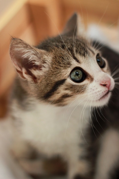 Mignon bébé chat blanc gris diverses poses