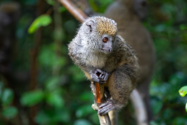 Mignon bébé lémurien à queue annelée dans la nature