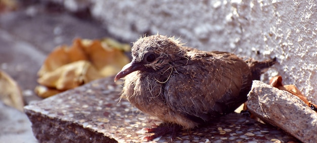 Mignon bébé oiseau assis sur le sol