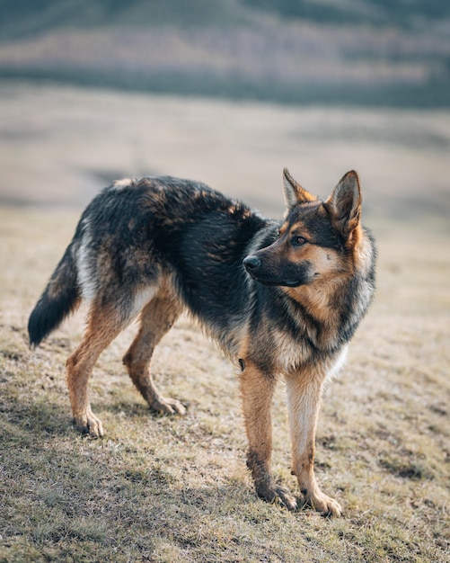 Mignon berger allemand dans le paysage de la nature sauvage