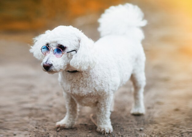 Le mignon Bichon frisé frisé blanc