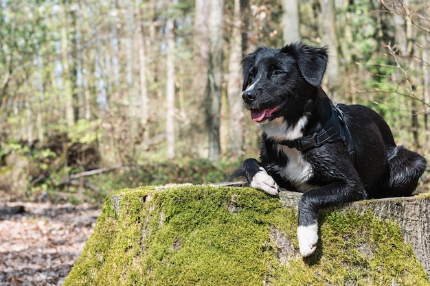 Mignon border collie noir et blanc en forêt