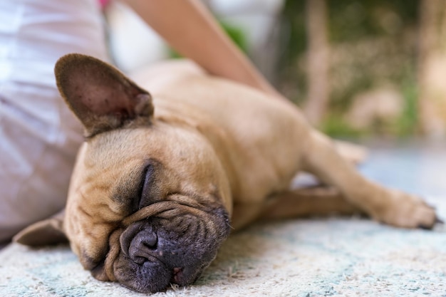 Mignon bouledogue français allongé sur un tapis en plein air