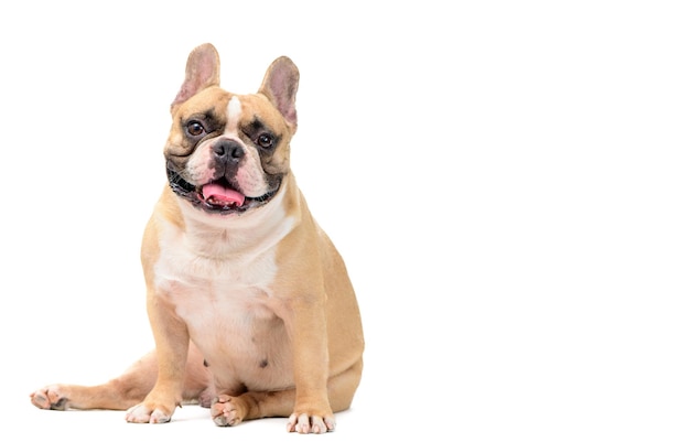 Mignon bouledogue français assis sur fond blanc animal de compagnie et animal