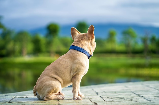 Photo mignon bouledogue français crème assis près d'un étang