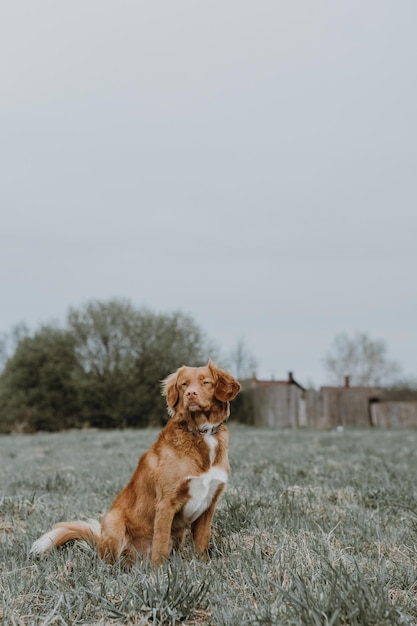 Mignon brown Nova Scotia Duck Tolling Retriever assis sur l'herbe et regardant de côté Marcher avec le chien Loisirs de plein air avec des animaux domestiques Concept d'animaux domestiques