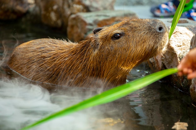 Le mignon capybara de la ferme prend un bain