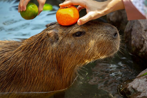 Le mignon capybara de la ferme prend un bain