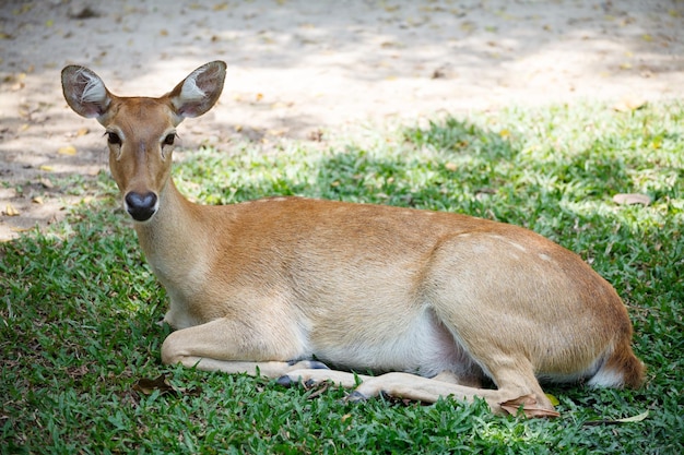 Un mignon cerf femelle assis dans le sol au zoo ouvert de khao kheow en thaïlande