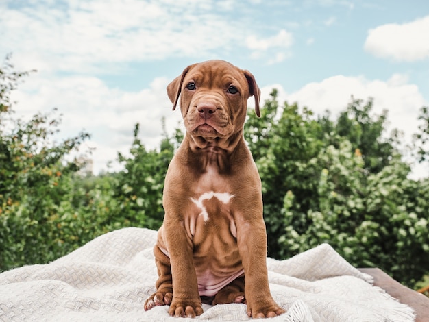 Mignon, charmant chiot, assis sur un tapis moelleux