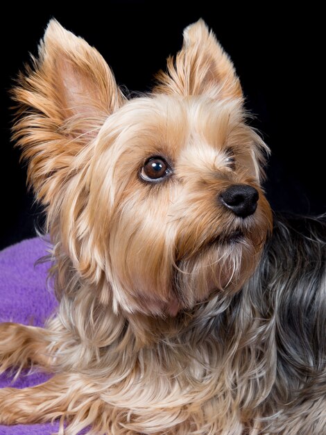 mignon et charmant jeune chien Yorkshire Terrier sur fond noir