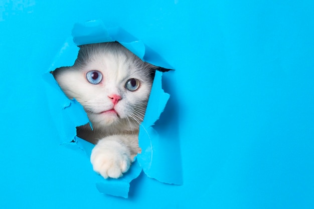 Un mignon chat blanc (aux yeux bleus) sort avec une patte de cadre de trou de papier isolé sur fond de couleur bleue. Un animal de compagnie de chat sort du trou avec intérêt. Concept minimal créatif.