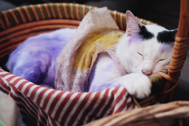 Mignon chat blanc thaïlandais dormant dans un panier en bois et appliquant du violet pour traiter les maladies de la peau du chat.