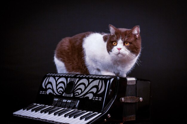 Mignon chat british shorthair allongé sur accordéon isolé sur fond de studio noir