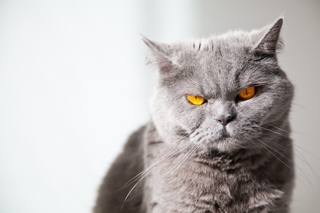 Mignon chat British shorthair relaxant