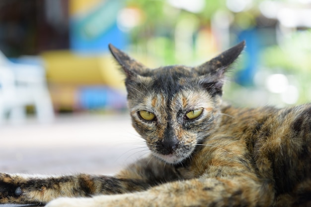 Un mignon chat calico à l'extérieur