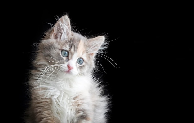 Un mignon chat calico sur un fond noir