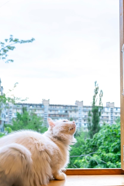 Mignon chat doux moelleux blanc profiter de la pose sur la fenêtre à la maison au coucher du soleil chaud du soleil du soir Calme pensif bronzer portrait d'animal domestique au rebord de la fenêtre de la maison