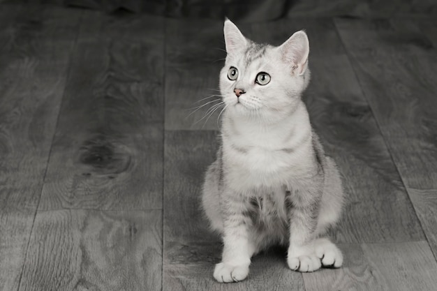 mignon chat écossais gris aux yeux verts