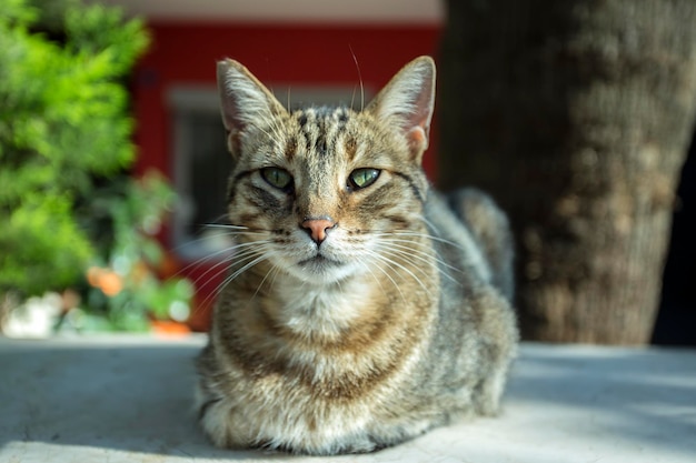 Le mignon chat errant (Turquie Izmir)