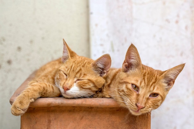 Le mignon chat errant (Turquie Izmir)