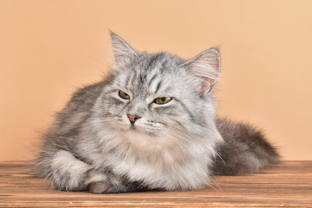 Un mignon chat gris moelleux est allongé sur une table en bois