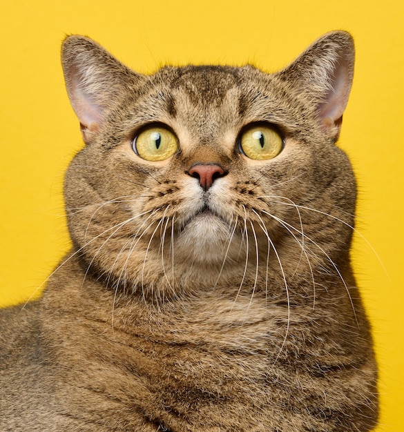 Photo un mignon chat gris de race écossaise à yeux droits sur un fond jaune