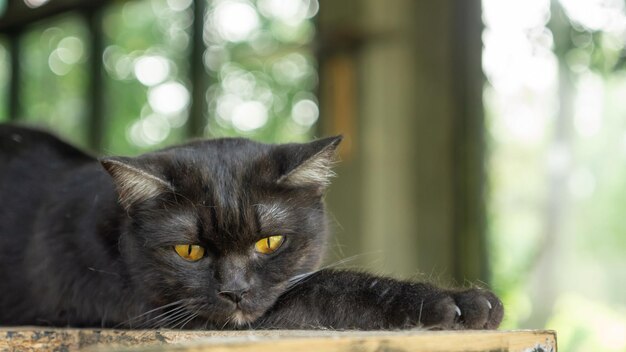 Un mignon chat noir allongé dans la pièce.