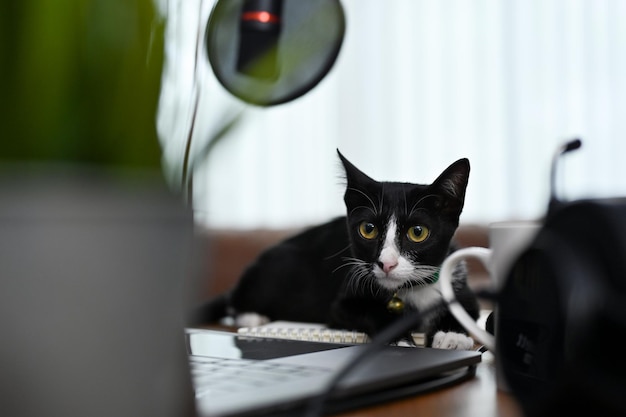 Un mignon chat noir est sur la table de travail chat chaton kitty concept d'animaux et d'animaux de compagnie