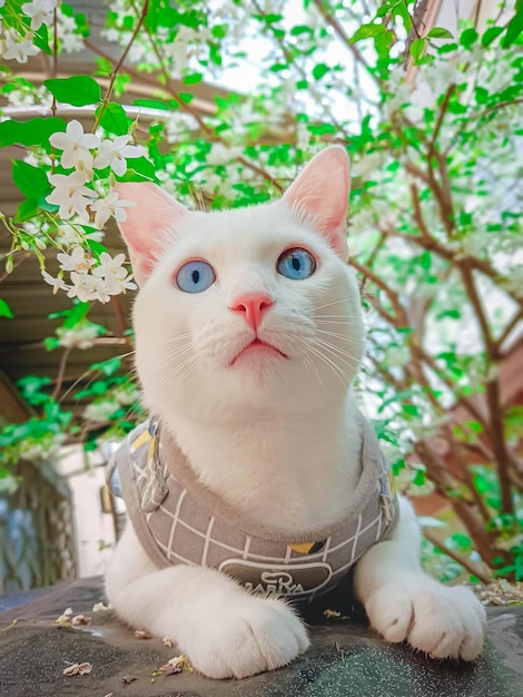 Photo un mignon chat qui s'amuse à la maison.