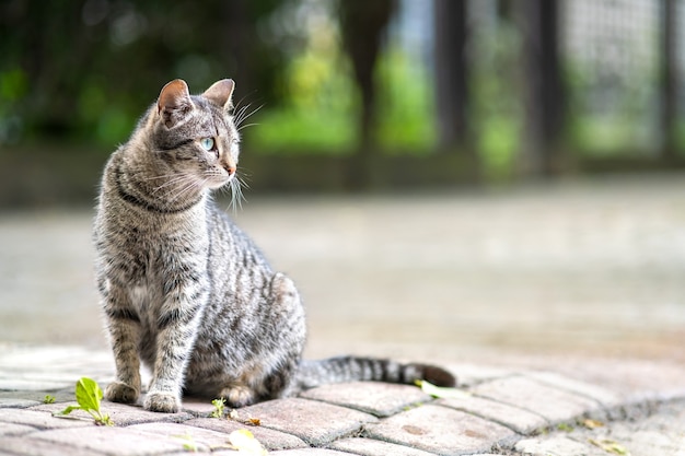 Mignon chat rayé gris debout à l'extérieur sur la rue d'été.