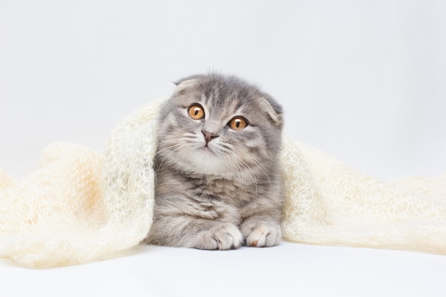 Le mignon chat Scottish Fold