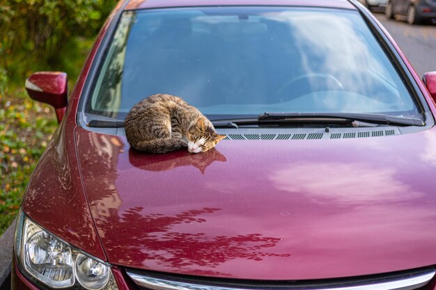 Un mignon chat tabby fait une sieste sur le capot chaud d'une voiture garée.