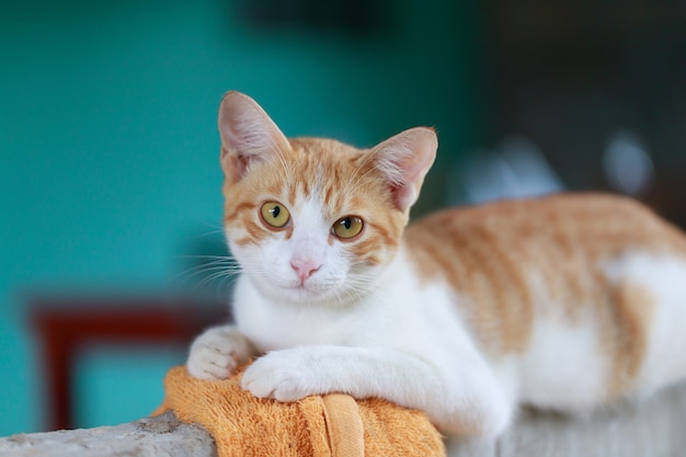 Le mignon chat thaïlandais est accroupi, un chat regarde la caméra, un chat heureux et sympathique