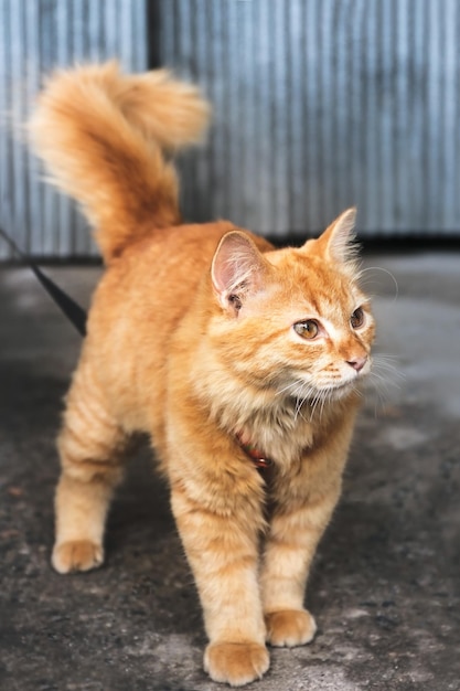Mignon chat tigré orange en laisse