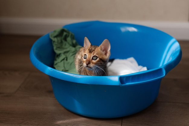 Photo le mignon chaton bengal est allongé avec un bassin bleu avec du linge