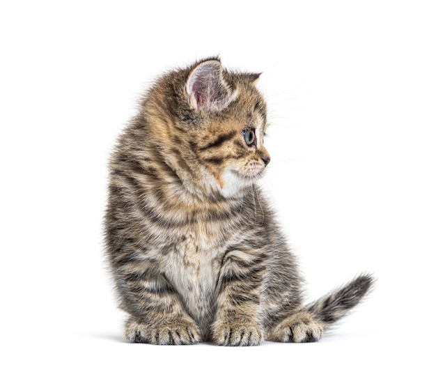 Mignon chaton British Shorthair isolé sur blanc