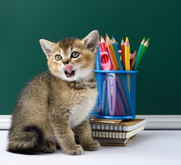 Mignon chaton chinchilla doré écossais assis tout droit sur un livre jaune sur fond de craie verte et papeterie, retour à l'école